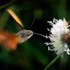 Dlouhozobka svizelova - Macroglossum stellatarum - Hummingbird hawk-moth 3128